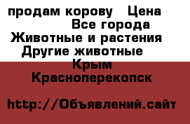 продам корову › Цена ­ 70 000 - Все города Животные и растения » Другие животные   . Крым,Красноперекопск